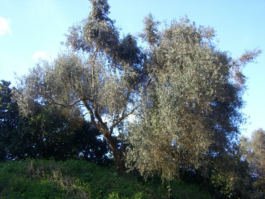 CIMG6251