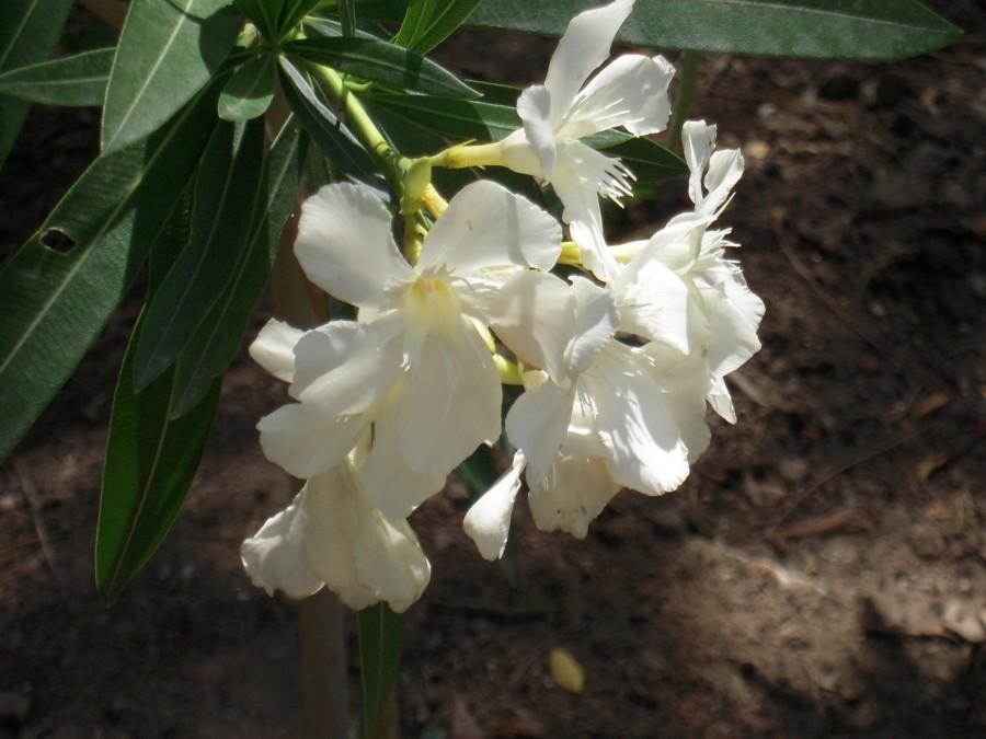 DSCN1187