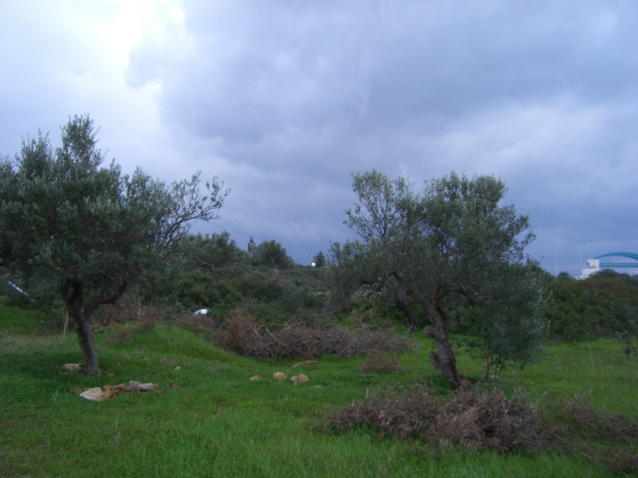 CIMG6317